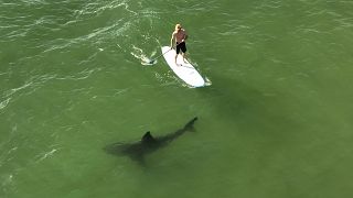 قرش أبيض يسبح بجوار رجل واقف على لوح طويل على طول الساحل الجنوبي لولاية كاليفورنيا. 2022/04/28