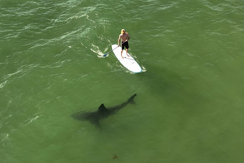 Carlos Gauna/CSULB Shark Lab via AP