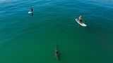 This drone image provided by researchers at the Shark Lab, shows a juvenile white shark swimming close to long boarders along the Southern California coastline.