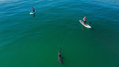 This drone image provided by researchers at the Shark Lab, shows a juvenile white shark swimming close to long boarders along the Southern California coastline.