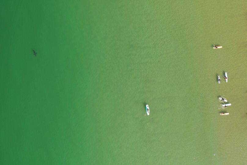 Patrick Rex/CSULB Shark Lab via AP