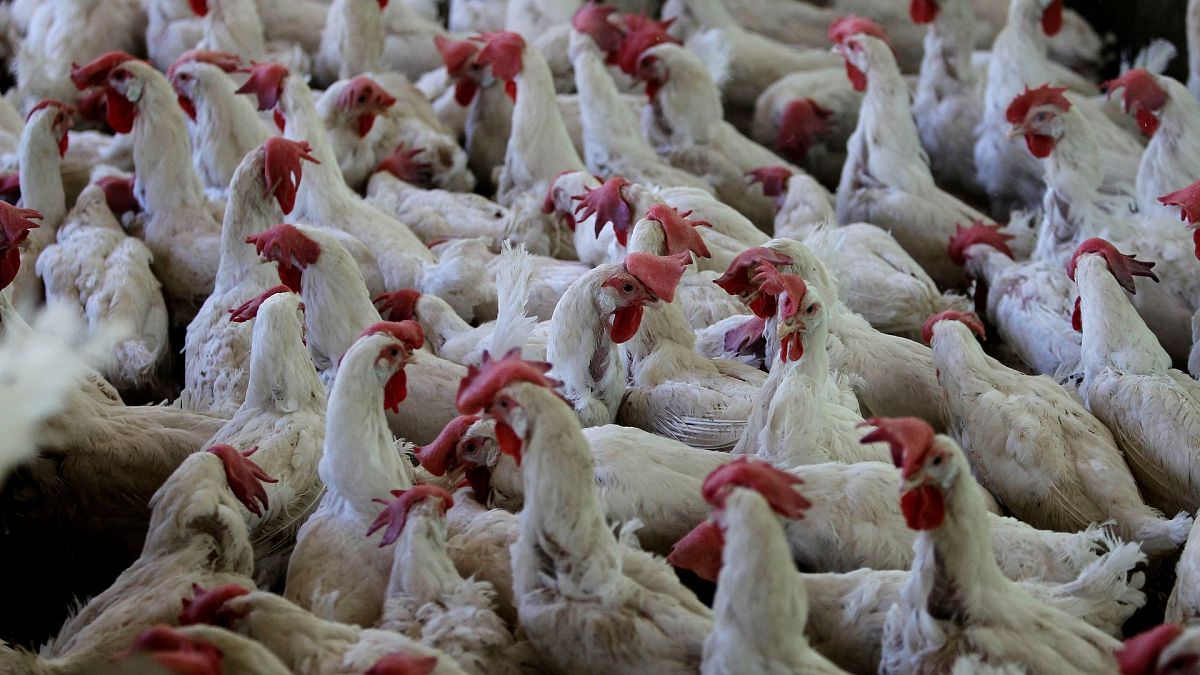 Factory farming is fuelling a ‘silent pandemic’. Here’s what we can do ...