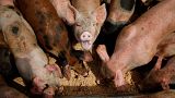 Antibiotic use on factory farms is affecting human health.