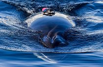Bir araştırma ekibi tarafından etiketlenen balina Antarktika açıklarında yüzerken 