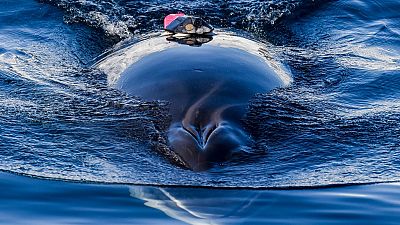 Bir araştırma ekibi tarafından etiketlenen balina Antarktika açıklarında yüzerken 