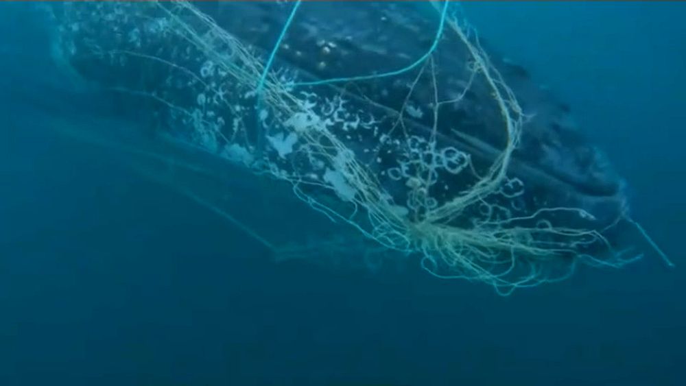 Watch: Rescuers free humpback whale trapped in shark nets in Australia