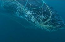 Buckelwal im Netz gefangen
