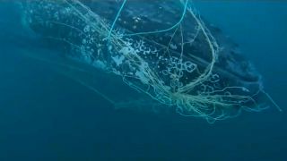 Sea World pictures of a hump back whale trapped in shark nets off Australia's Gold Coast, June 2023