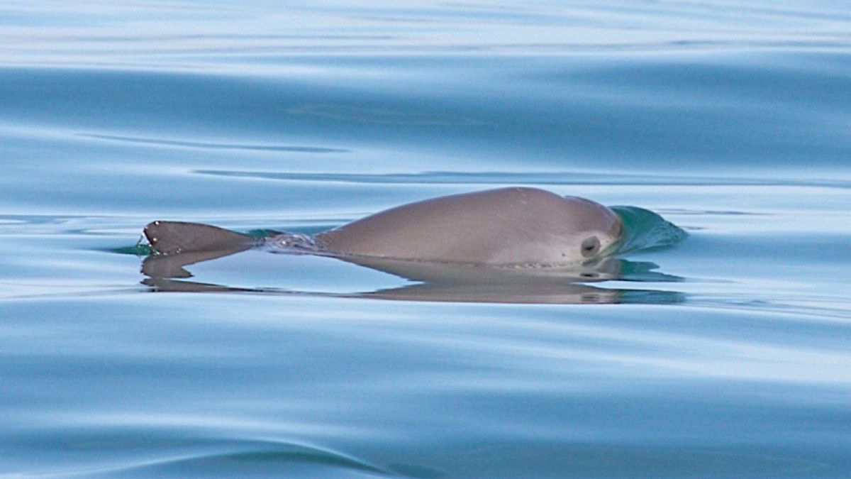 Vaquitas extinction is not inevitable, says the International Whaling Commission in its first ever alert. 