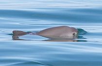 Vaquitas extinction is not inevitable, says the International Whaling Commission in its first ever alert.