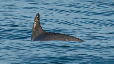 In this photo courtesy of the Sea Shepherd Conservation Society, a vaquita marina swims in the Biosphere Reserve of the Upper Gulf of California and Colorado River Delta.