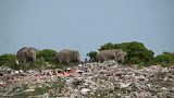 Σρι Λάνκα: Ελέφαντες τρώνε σκουπίδια και πλαστικά
