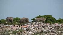 گله فیل های وحشی در حال خوردن ضایعات پلاستیکی در سری لانکا