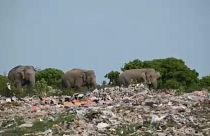 Un troupeau d'éléphants fouille une décharge de déchets plastiques dans le district d'Ampara, à l'est du Sri Lanka, le 3 juin 2023.