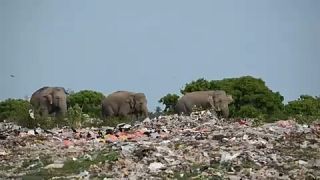 Un troupeau d'éléphants fouille une décharge de déchets plastiques dans le district d'Ampara, à l'est du Sri Lanka, le 3 juin 2023.