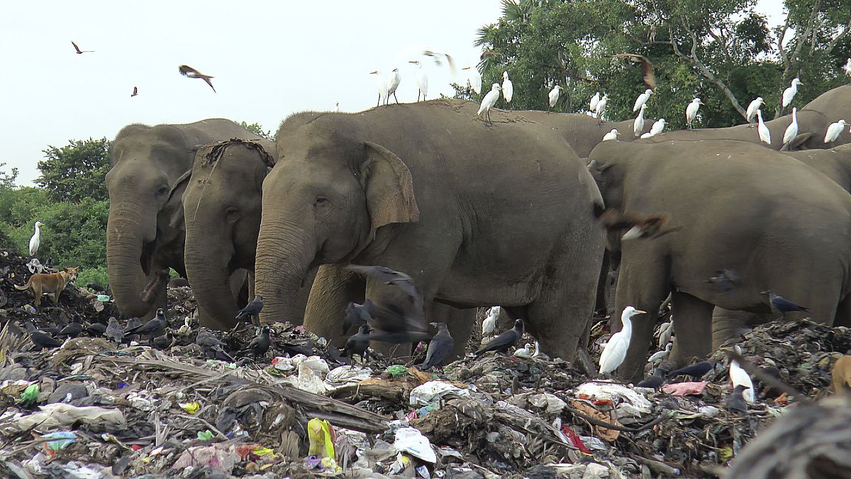 Elefanten fressen Plastikmüll auf einer Müllhalde in der Region Ampara in Sri Lanka 