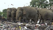 Elefanten fressen Plastikmüll auf einer Müllhalde in der Region Ampara in Sri Lanka 