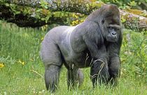 The eastern gorilla, a critically endangered species of the genus Gorilla and the largest living primate was one of the sequenced species in the study.