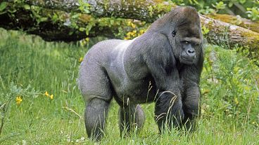 The eastern gorilla, a critically endangered species of the genus Gorilla and the largest living primate was one of the sequenced species in the study.