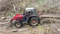 Loggers working in Romania's forests. June 2023