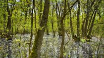 Forêt delta du Danube en Roumanie 