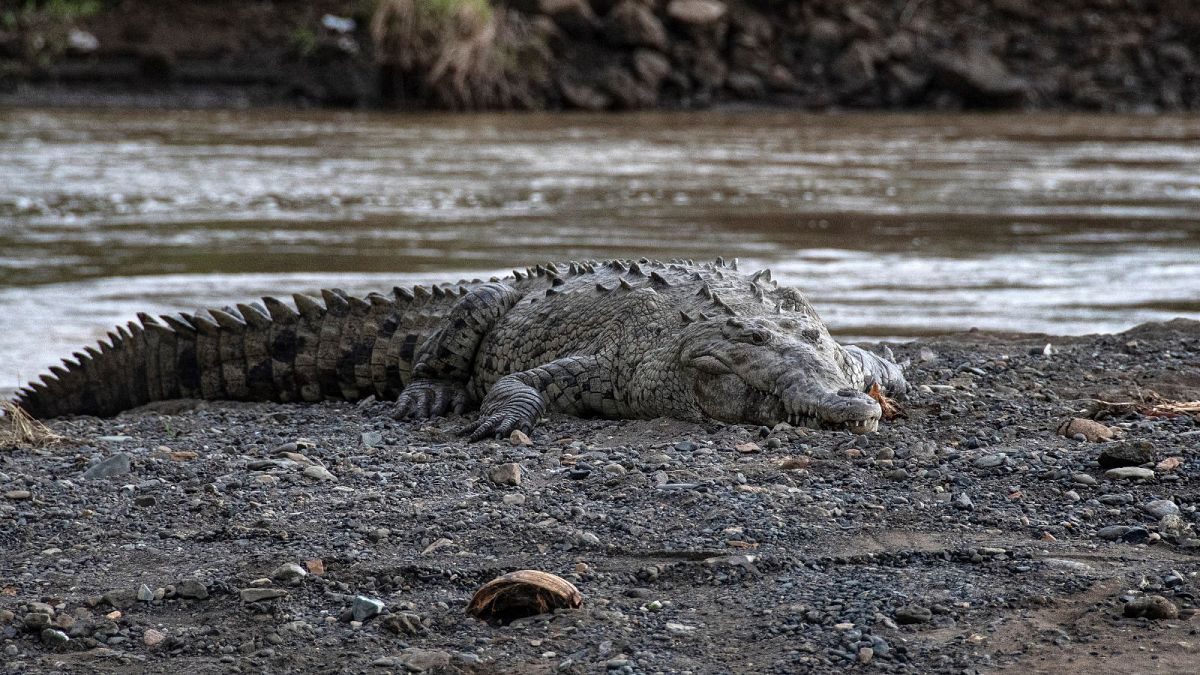 секс крокодилов под водой