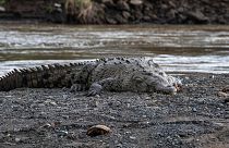 Um crocodilo americano nas margens do rio Tarcoles, perto de San José, Costa Rica