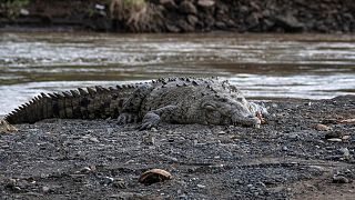 An American crocodile on the banks of the Tarcoles River near San Jose, Costa Rica.   -