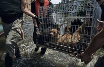 Volutários ajudam a retirar pessoas e animais de zonas inundadas em Kherson, Ucrânia