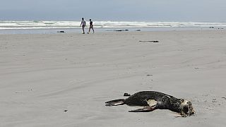 Νεκρές φώκιες έχουν ξεβραστεί σε παραλία της Νότιας Αφρικής