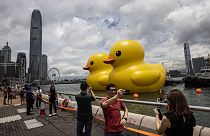 Patos de Borracha gigantes no porto de Hong Kong