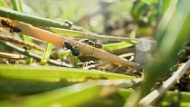 Invazív hangyák jelentek meg Európában