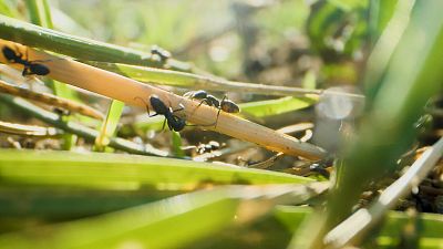 Invasive Ameisen profitieren vom Klimawandel
