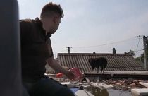 Salvamento de um cão em Kherson