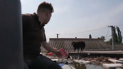 A Ukrainian rescuer in a boat saves a frightened dog stranded on a roof top in Kherson, June 8, 2023
