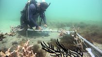  مدرب الغوص عمرو أنور يعمل على إنشاء دورة لترميم الشعاب المرجانية