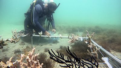  مدرب الغوص عمرو أنور يعمل على إنشاء دورة لترميم الشعاب المرجانية