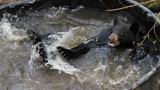 دب أسود صغير يسبح في حوض من الماء في حديقة حيوانات أوريغون في بورتلاند 19 أبريل 2011.