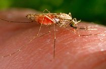 Sivrisineklerden yayılan çikungunya virüsüne karşı aşı geliştirildi