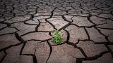 A plant is photographed on a cracked earth after the water level has dropped in the Sau reservoir, about 100 km north of Barcelona, Spain
