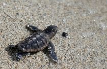 Opportunities to observe sea turtles in Florida include events where turtles are released into the ocean after they've recovered from injuries or illness.