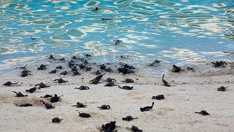 Bioluminescent kayaking and nesting turtles: 5 reasons to visit Florida ...