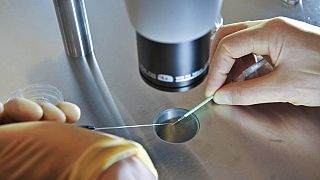 Kök hücreden sentetik insan embriyosu üretildi