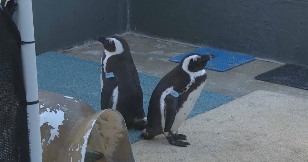 South Africa: Clinic hopes to save future of penguins threatened by extinction - Vimarsana News