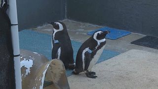 South Africa: Clinic hopes to save future of penguins threatened by extinction