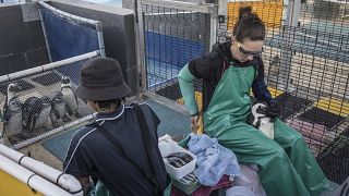En Afrique du Sud, une clinique pour manchots menacés