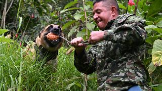 جندي كولومبي يقوم بتدريب كلب من نوع الراعي الألماني