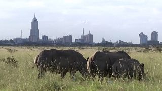 Kenya’s capital is known as the "Green City in the Sun"