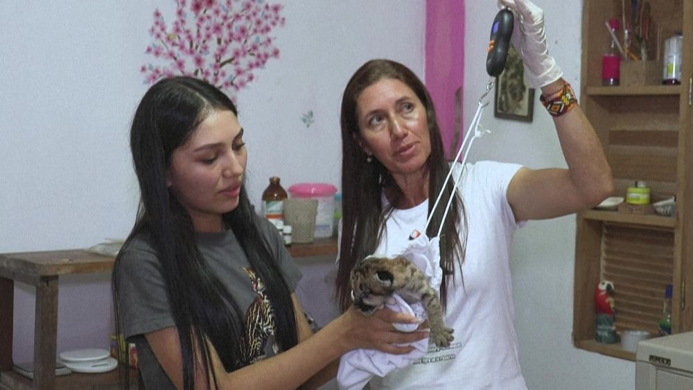 Meet the cattle breeders-turned-conservationists protecting Colombia's Amazon wildlife - Vimarsana News