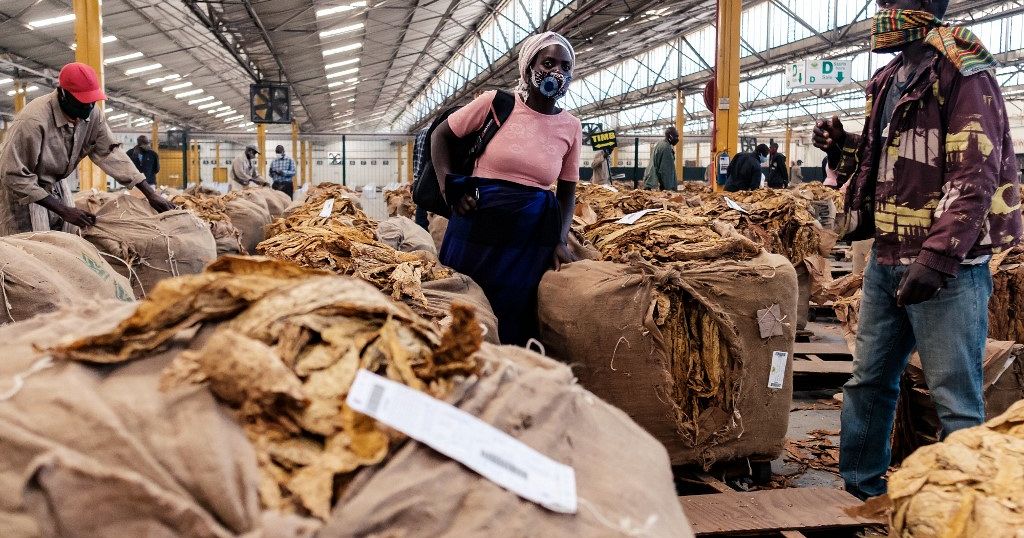 Zimbabwe reports record tobacco sales